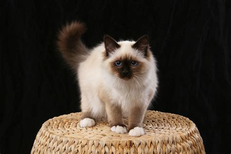 Birman cat, Domestic cat, Birman kittens