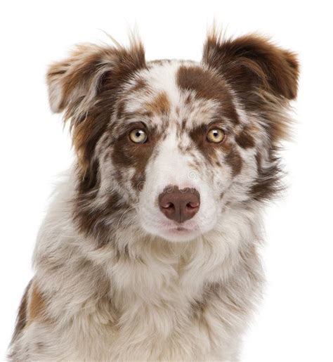 Close-up of Red Merle Border Collie Stock Image - Image of adorable ...