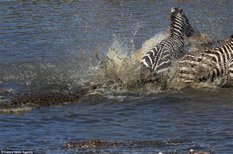 Zebra dodges crocodile's jaws by inches and then kicks it in the face ...