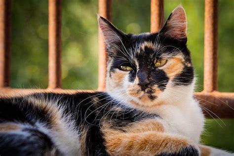 Calico Cat Colours Explained (With Photos) - Cat-World