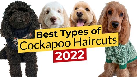 Best Types of Cockapoo Haircuts 🐶 Puppy, Teddy Bear, Cocker Spaniel ...