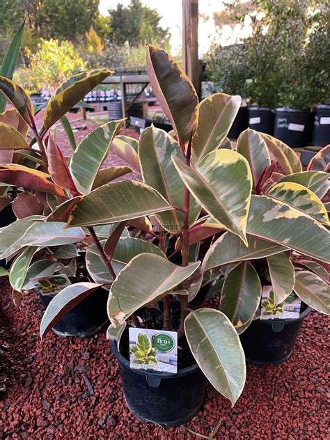 Variegated Rubber Plant — Rockbank Nursery