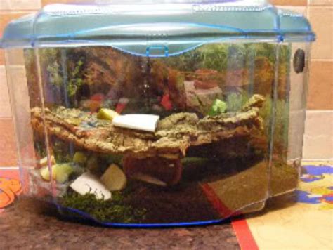 Giant African Land Snails Complete Care Guide | HubPages