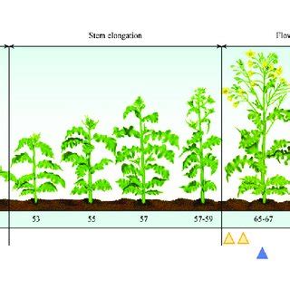 Growth stages in spring oilseed rape. Triangles indicate stages when ...