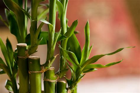 How to Grow Bamboo, Houseplant-Style - Sunset Magazine