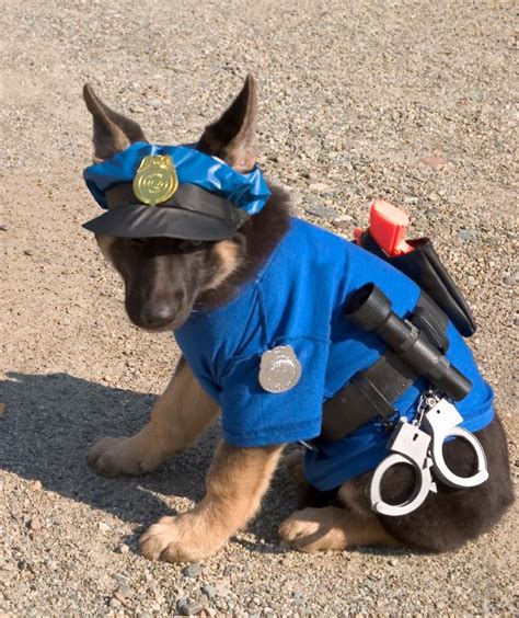 Police Training: How Do You Train A Police Dog