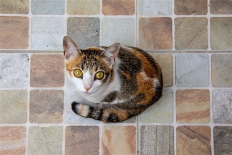 Calico Cat Health Problems and Lifespan - Pet Insurance Review