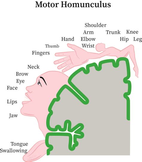 Motor Homunculus Model - Infoupdate.org
