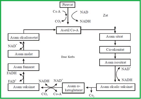 Proses Metabolisme Karbohidrat (Gikogenesis, Glikolisis, dan Daur Krebs)