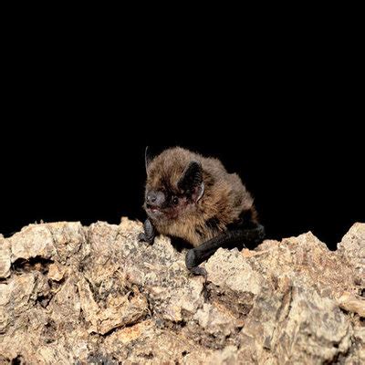 Pipistrelle Bat – Headley Down Nature Reserve Trust