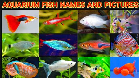 Indian Aquarium Fishes Names