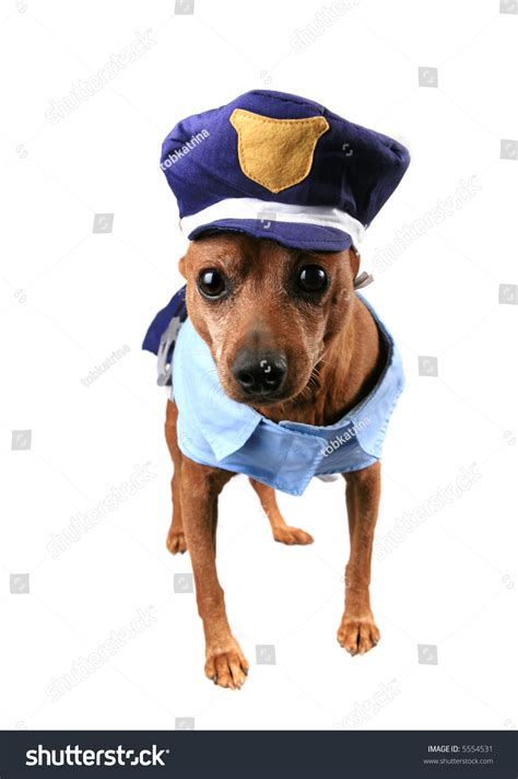 A Dog Dressed In A Humorous Police Officer Uniform Costume Stock Photo ...