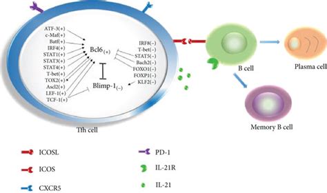 Network of transcription factors in the differentiation of Tfh cells ...