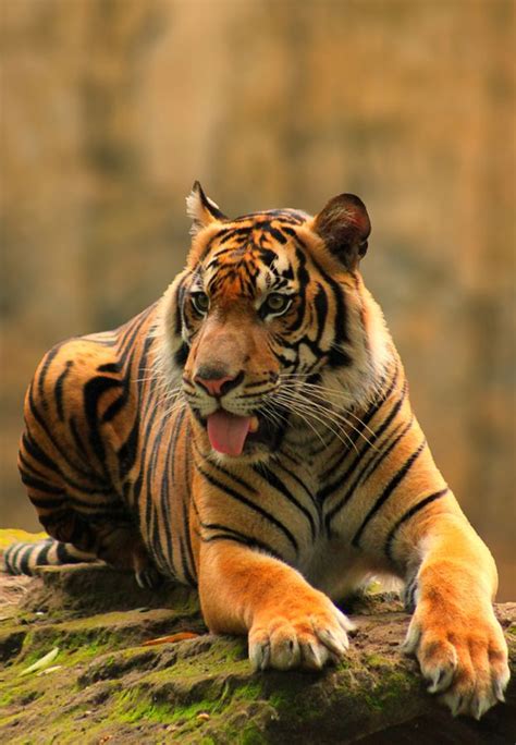 The 25+ best Javan tiger ideas on Pinterest | Extinct, Extinct animals ...