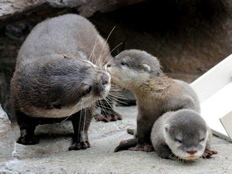 Mother otter and her pups | Baby otters, Baby animals, Cute animals