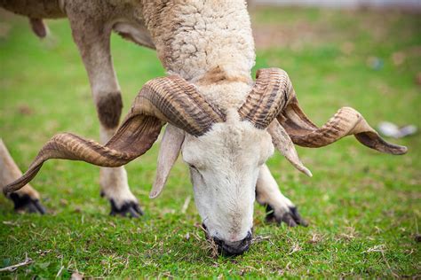 Sheep Head Large Horns Photograph by Desislava Panteva