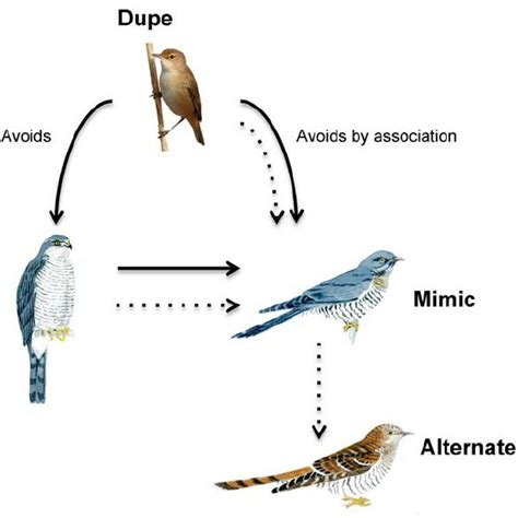 (PDF) Hawk mimicry and the evolution of polymorphic cuckoos