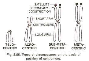 Centromere Types