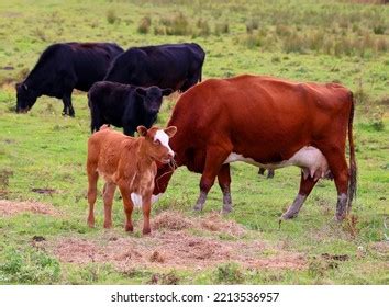 Simmental One Oldest Most Recognized Cattle Stock Photo 2213536957 ...