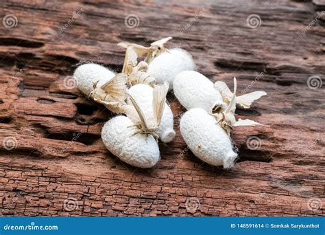 Silk Moth on Silk Cocoon stock photo. Image of cocoon - 148591614