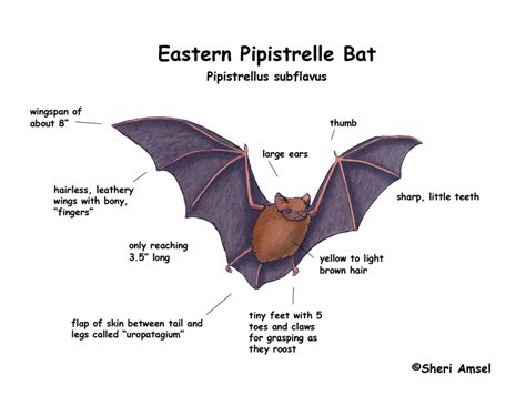 Bat (Eastern Pipistrelle)