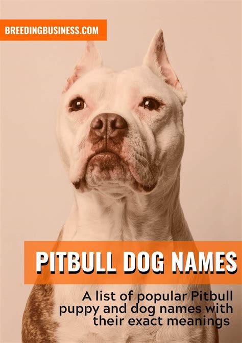 Pitbull Dog Names: 170+ Name Ideas for Pitbull Puppies!