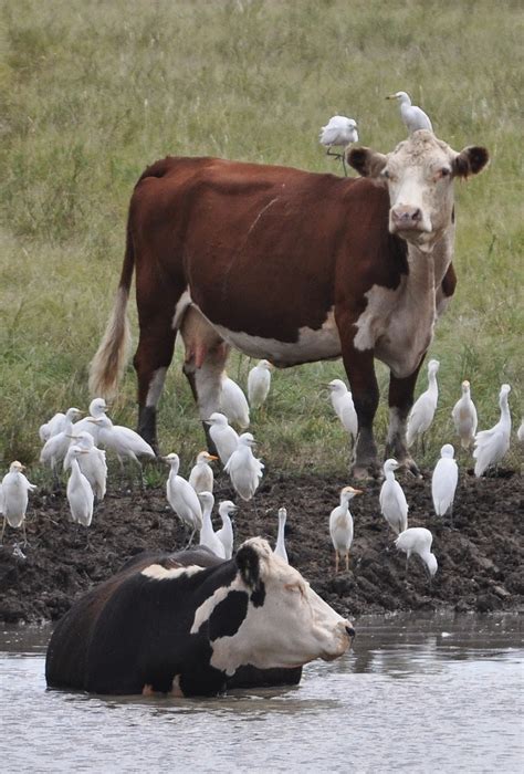 Explore Kansas: Cattle Egret in Kansas