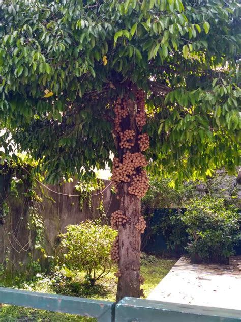 Pohon Kepel - Taksonomi, Morfologi, Kelangkaan, Budidaya & Manfaat Buah ...