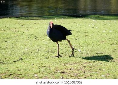 Pukeko Native New Zealand Bird Stock Photo 1515687362 | Shutterstock