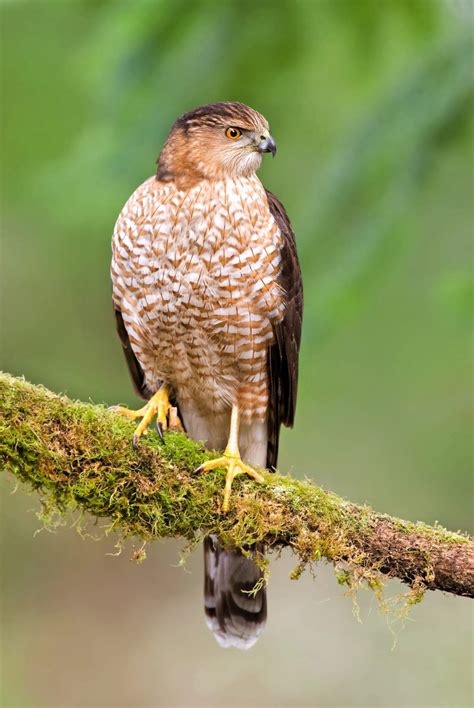 ID Challenge: Cooper's Hawk vs Sharp Shinned Hawk