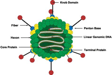 Adenovirus transmission, symptoms, prevention & adenovirus treatment