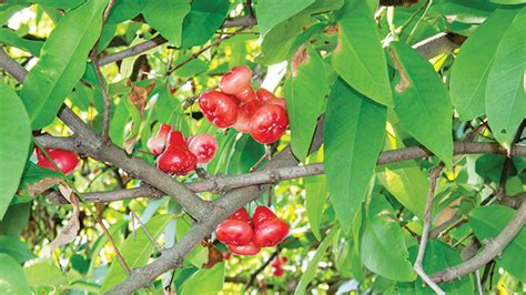 Buah Jambu Air, Penyembuh Berbagai Penyakit - Greeners.Co