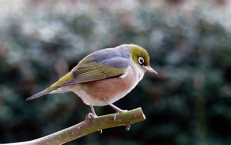 Bird Perched on Tree Royalty-Free Stock Photo