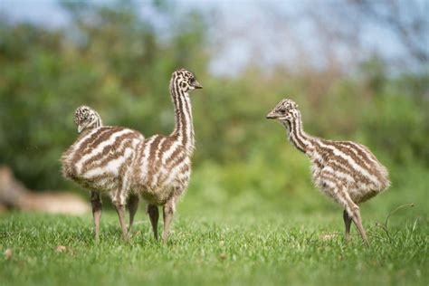 Baby Emu: All You Need to Know (Facts & Pictures) - Bird Nature