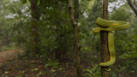 Bamboo Pit Viper in its habitat | Smithsonian Photo Contest ...