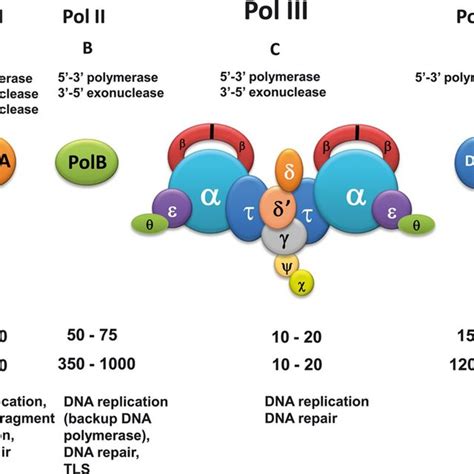 Dna Polymerase Diagram