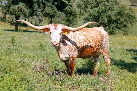 pictures of long horn cattle | Click here for High Res of this photo ...