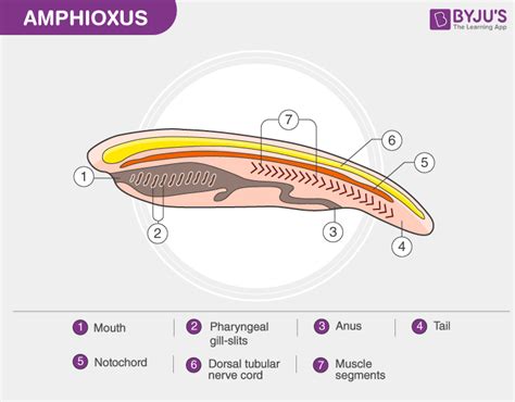 Diagram of Cephalochordate