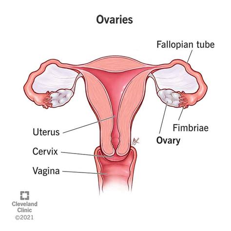 Ovary Of Female