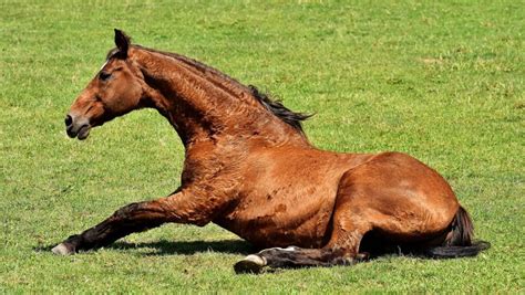 Colic In Horses: Signs, Causes & Treatment | Your Vet Online