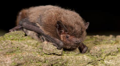 Nathusius' Pipistrelle - Bat Conservation Ireland