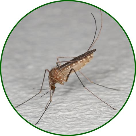 Mosquito Facts - Metropolitan Mosquito Control District