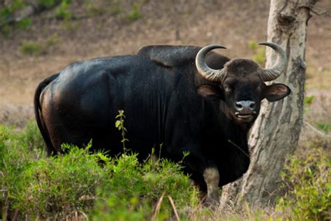 Amazing Facts You Never Knew About the Gaur – Animal Encyclopedia