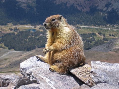 Free photo: Marmot - Animal, Cute, Pet - Free Download - Jooinn