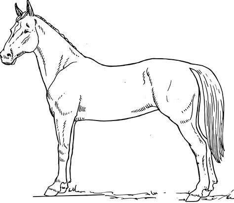 Horse Line Drawing at GetDrawings | Free download