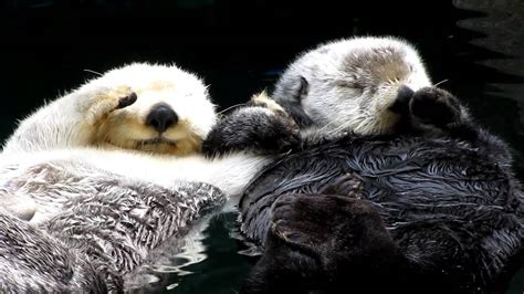 Otters holding hands - super cute - YouTube