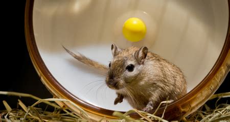 Gerbil Behavior and Instincts: Common Natural Behaviors, Bonding ...