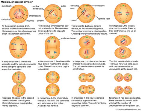 Cell - Meiosis, Chromosomes, Mitosis | Britannica