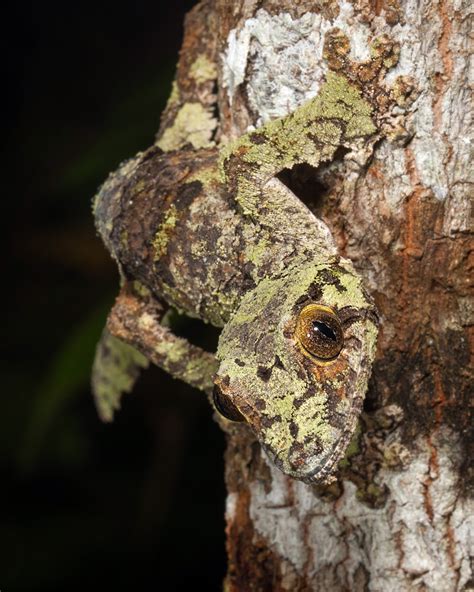 Leaf-Tailed Gecko in Mossy Camouflage | Sean Crane Photography