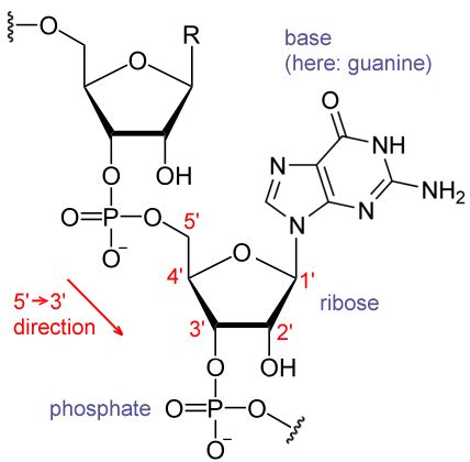 File:RNA chemical structure.GIF - Wikipedia